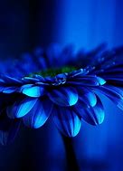 blue chamber